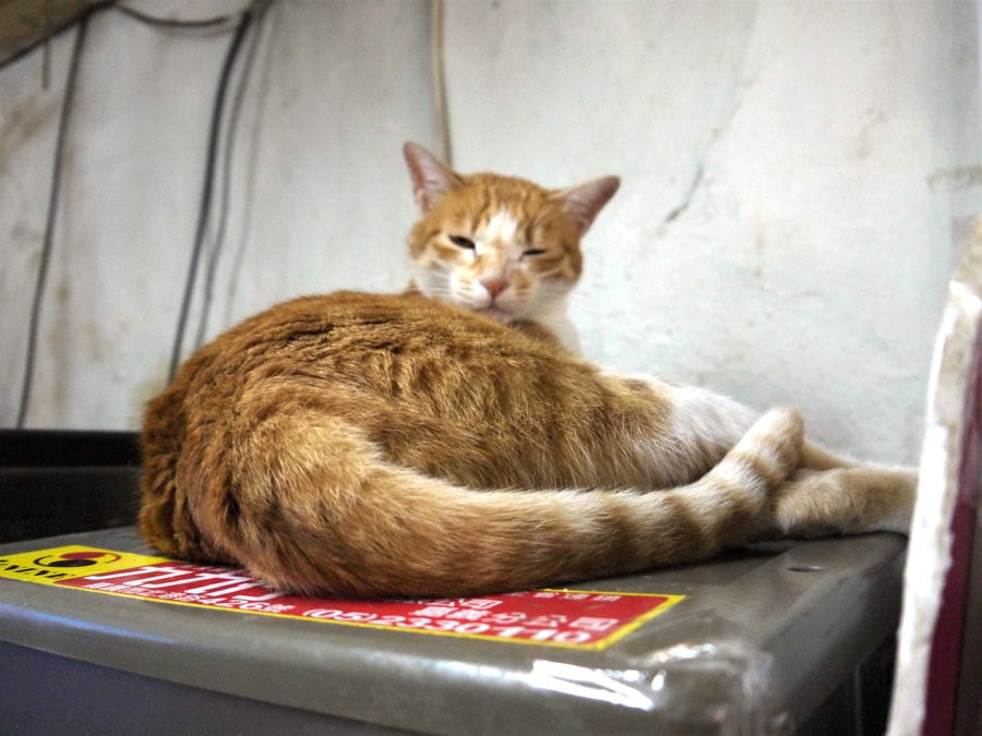 冷蔵庫の上でお昼寝していた橘猫。起こされてもおっとり。