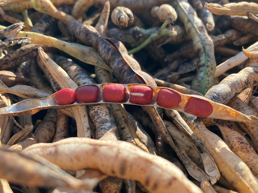 自家栽培の小豆。画像提供＝茶菓　山川