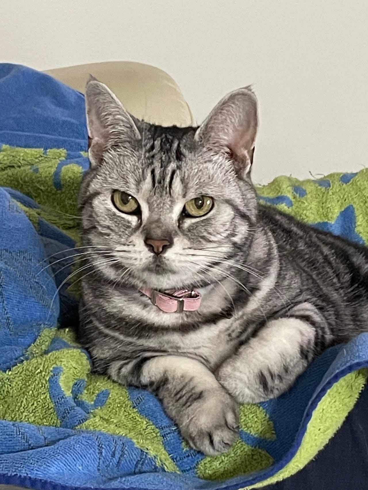 はいださんの愛猫・ムーちゃん。