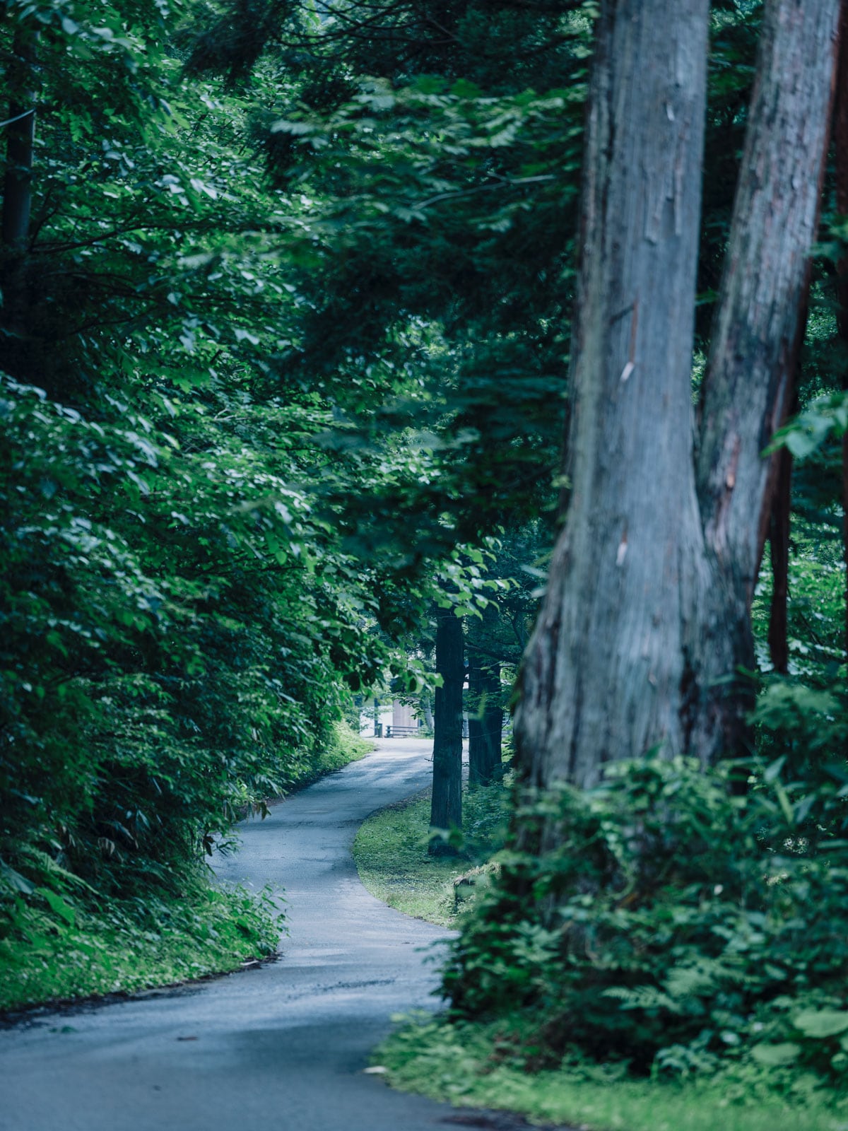 国道7号から旧羽州街道へ入り、宿へ向かう右手に根元で癒着した三本杉が現れる。見上げると幸運を呼ぶとの説も！