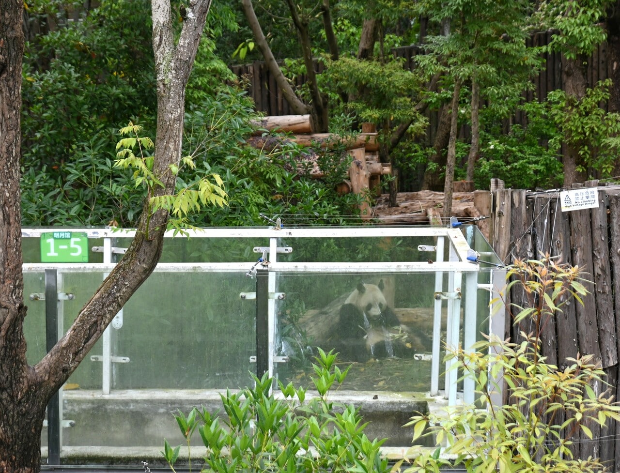 タケノコを食べている良浜。望遠レンズで撮影した。（2026年4月28日、筆者撮影）