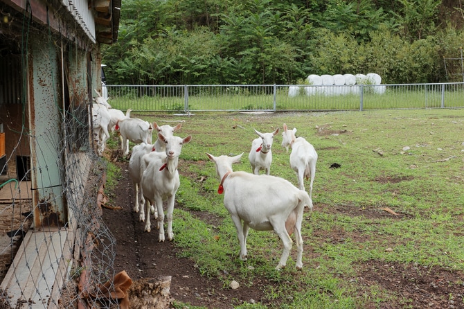 3ページ目)World Cheese Awardsにも出品！ 世界も認める日本チーズの