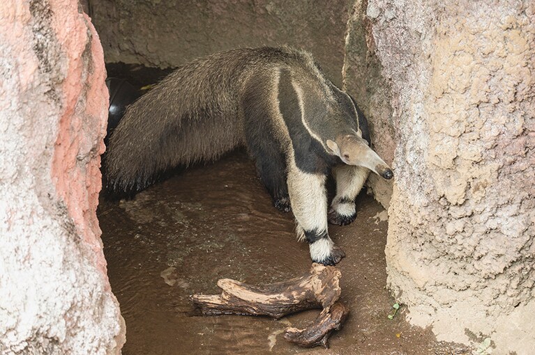 オオアリクイ。歯はありません。そのかわり60㎝にもなる舌でシロアリ類を食べます。野生では1日に食べる量、およそ3万匹。