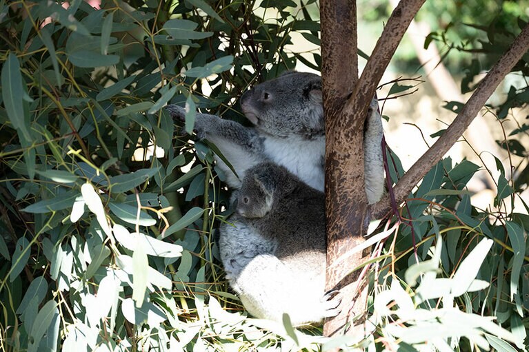 「おいしそうよ」（お母さん）。