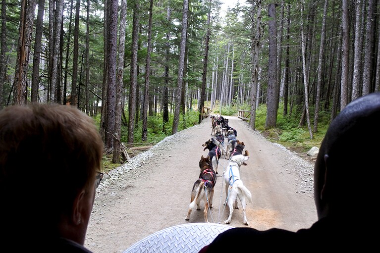 夏なので、ソリではなく、車輪付きのワゴンをけん引。