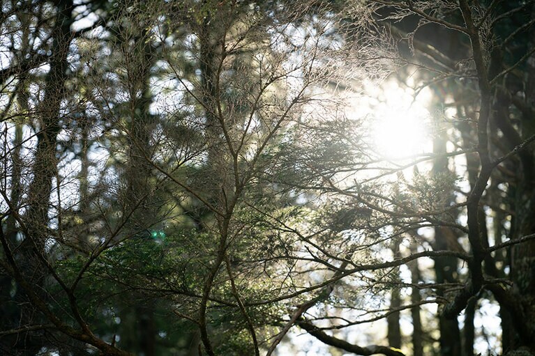 柔らかい木漏れ日が心地いい。