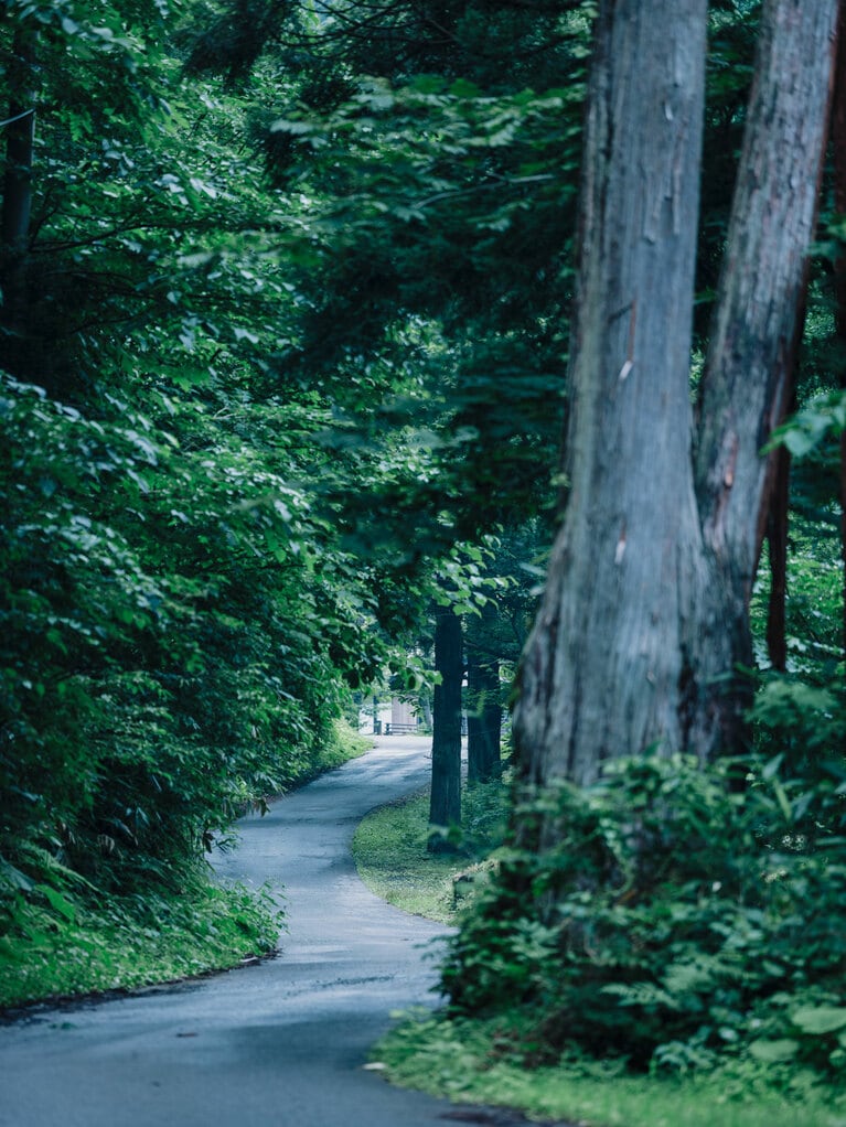 国道7号から旧羽州街道へ入り、宿へ向かう右手に根元で癒着した三本杉が現れる。見上げると幸運を呼ぶとの説も！