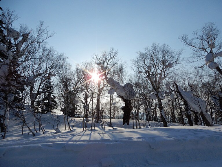 コース両側の林が神々しいほどきれい。