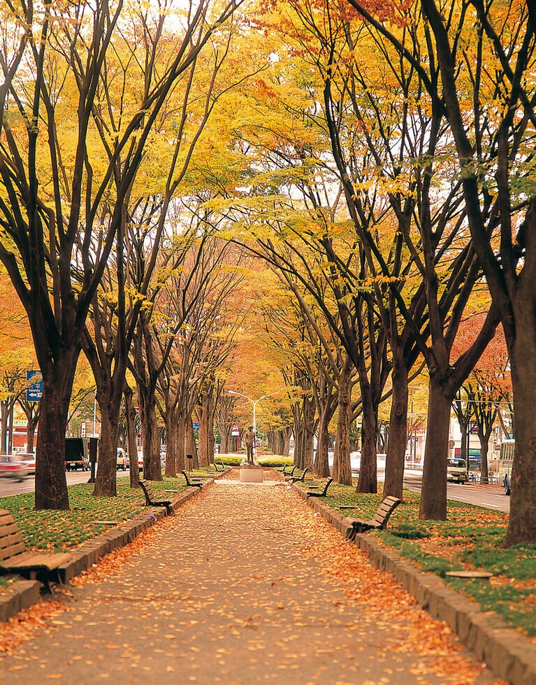 定禅寺通。写真提供：宮城県観光プロモーション推進室