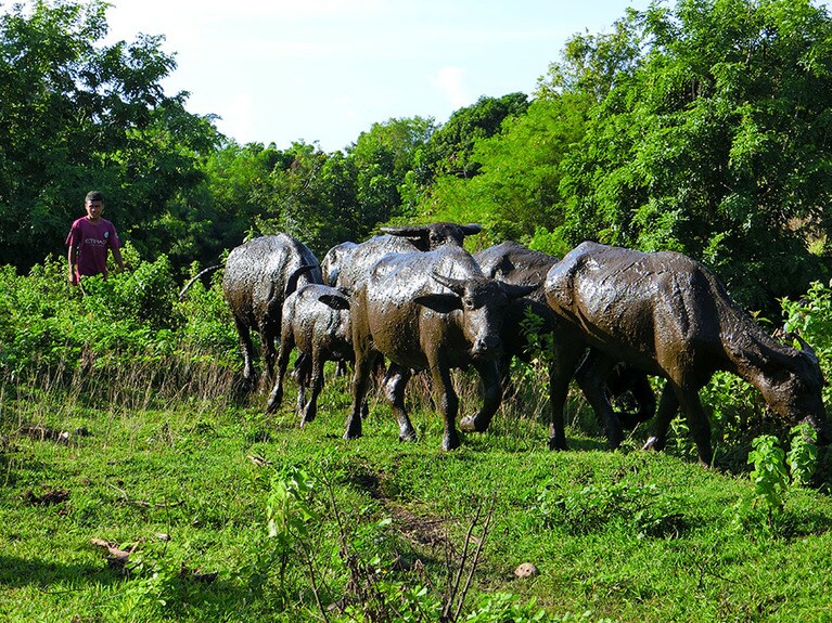 歩き始めてほどなくすると、前から水牛の群れが。