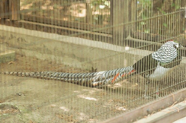 ギンケイ(銀鶏)。中国の奥地などに棲んでいます。こちらの色鮮やかな個体はオス。もちろん、銀がいれば金もいる……！