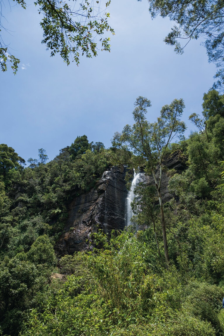 「ラバーズリープ茶園」の名は、近くにあるラバーズリープ滝が由来。結ばれることを許されなかった恋人たちが身を投げたという伝説が残る。