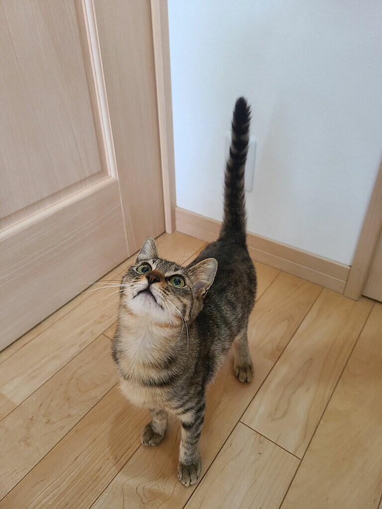 トラ ♀ 10カ月。視線の先には猫じゃらし。まだまだ遊びたいお年頃のおてんば娘です。集中してる時はしっぽピーーーン！！