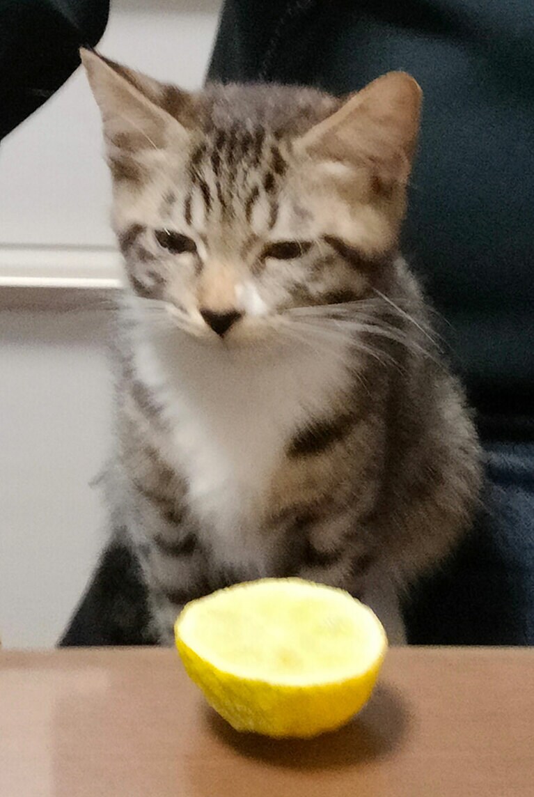 モモ メス 1歳。何か美味しいものでも出してくれるのかと期待してお膝の上でスタンバイしてたら……「アタシの欲しいのはこれじゃない！」の塩顔になりました（すがりんさん）。