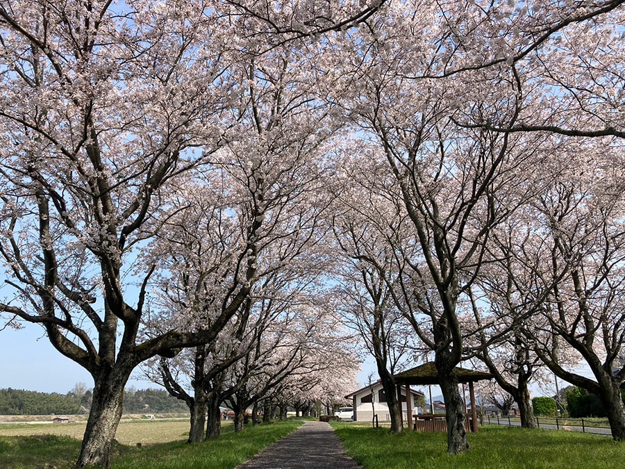 桜並木の遊歩道（鳥取県倉吉市）