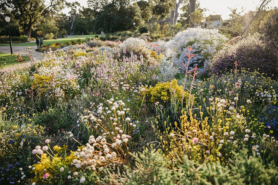 西オーストラリア州各地からワイルドフラワー約3,000種が集められる花の祭典「キングスパーク・ワイルドフラワーフェスティバル」。