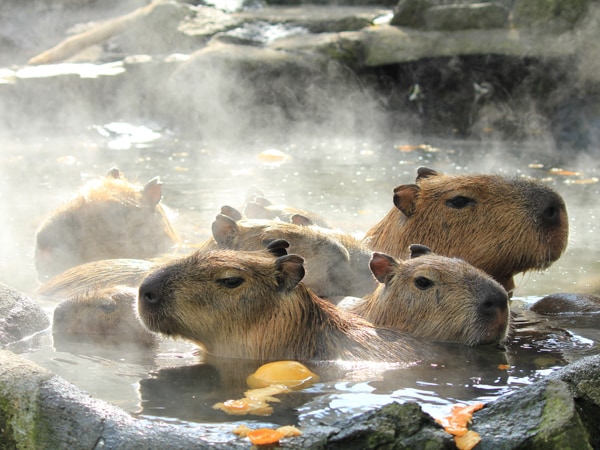 2ページ目 カピバラが露天風呂に浸かる 伊豆シャボテン公園