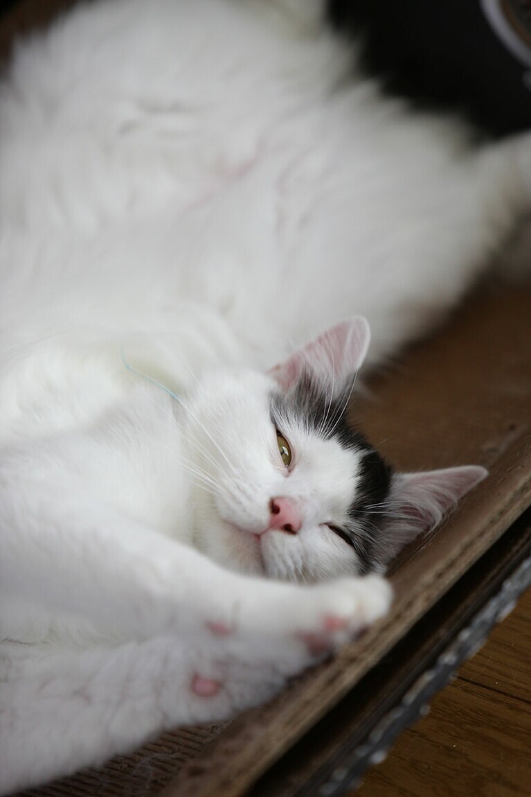 てん オス 5歳。シャイで怖がり、甘っえっ子。我が家の庭に来て鳴いていて、居着いてしまった子です（mimiさん）。