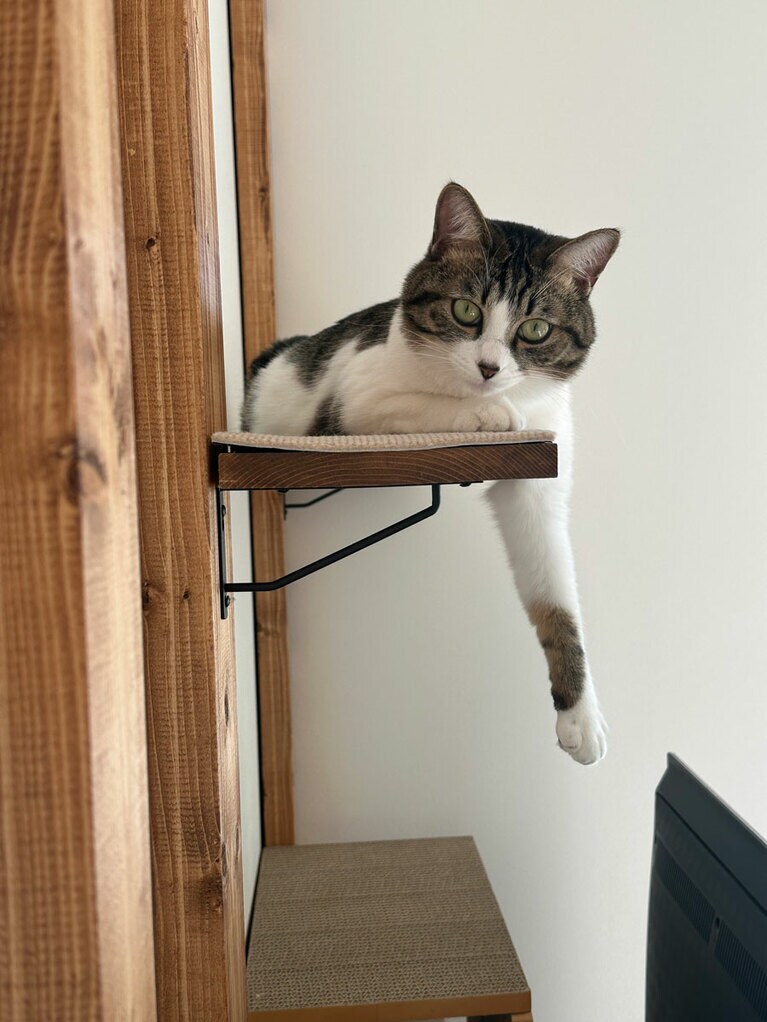 プク ♀ 1歳9カ月。高いところでくつろぐのが好きなプク。なぜか片手がブラーんとしちゃう。（イソぽよさん）