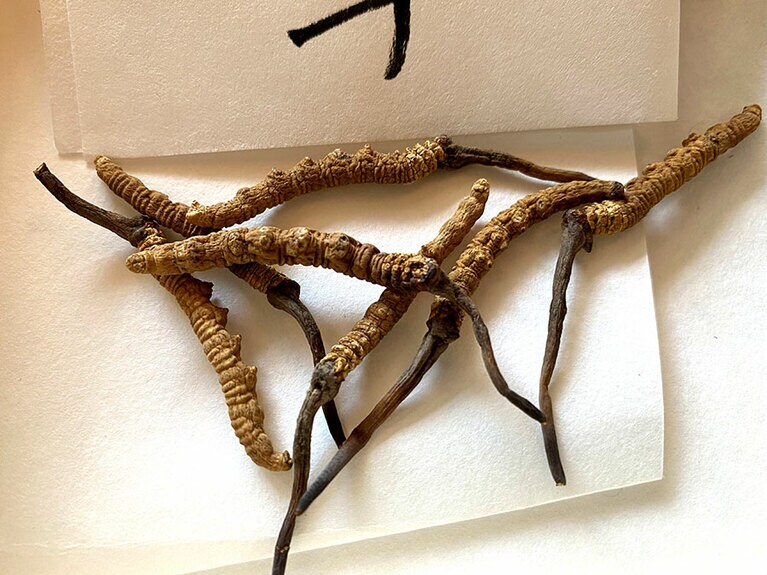 こちらが乾燥状態の冬虫夏草。冬は虫のごとく動き回り(陽)、夏は草のようにじっとしていて(陰)、陰陽を併せ持つと考えられるそう。呼吸、若々しさなどをサポートしてくれる。