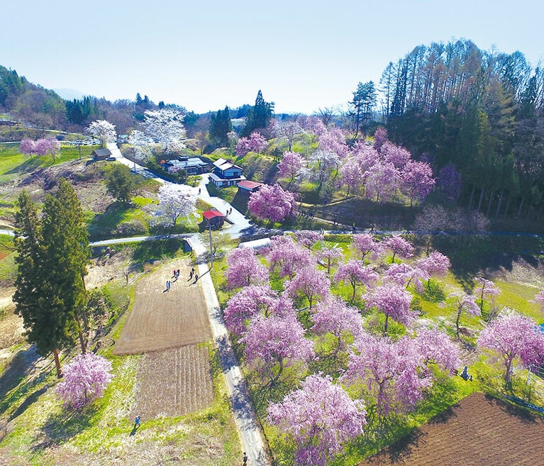 小川村の桜山。