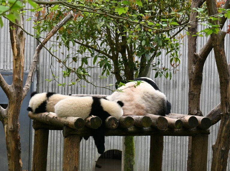 シェーンブルン動物園で2016年8月7日に生まれたメスの福凤と、福凤の双子の子ども。（2026年4月30日、筆者撮影）