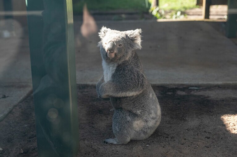 こちらを見るコアラ。