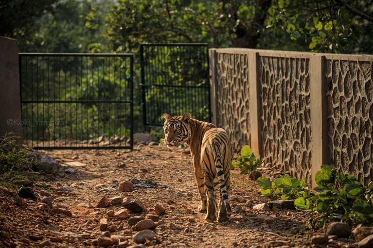 日経ナショナル ジオグラフィック写真賞ネイチャー部門で最優秀賞に輝いた6枚組写真の内の1枚。ジャングルと人間世界との間に設けられた境界に佇む1頭の虎。野生動物は、決して人間の思惑通りに留めておける存在ではない。©︎Koki Yamada