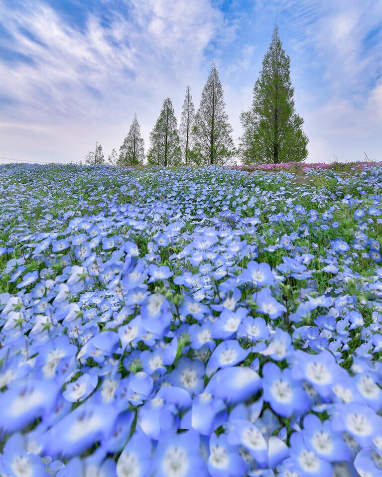 三ツ又池公園の芝桜とネモフィラ。