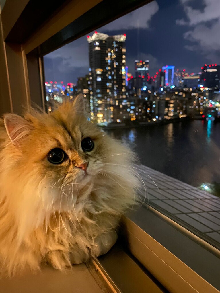 みみ ♀ 5歳。キラキラまんまるおめめで、きれいな夜景を見ています。こんな光景を見ると、きれいな世界が保たれると良いなと思いました（みなさん）