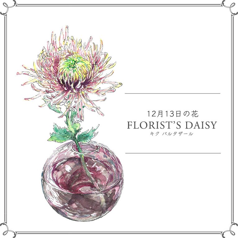 12月13日の花「キク バルタザール」