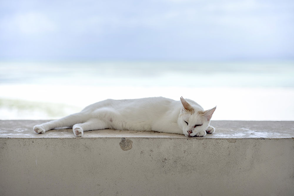 浜辺の休憩所でネコものんびり……。