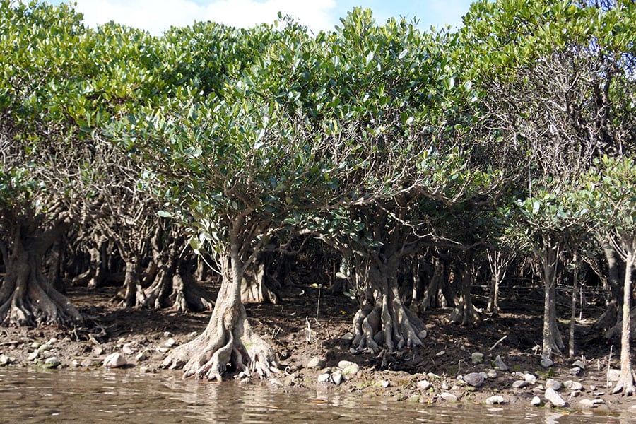 住用川周辺のマングローブ林は、メヒルギとオヒルギで構成されています。