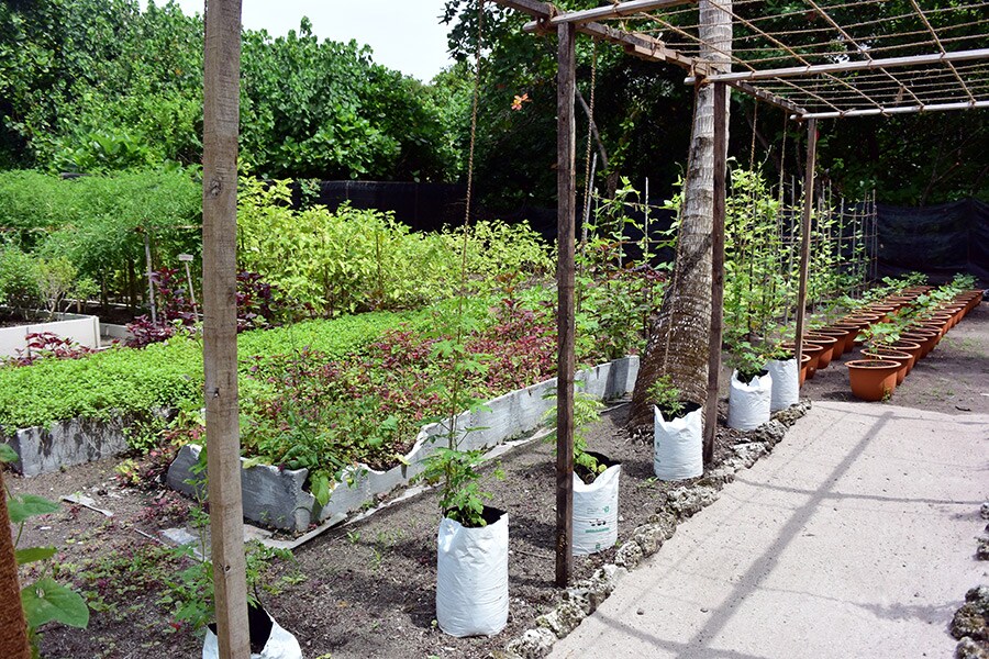 野菜やハーブを栽培しているオーガニックファーム。