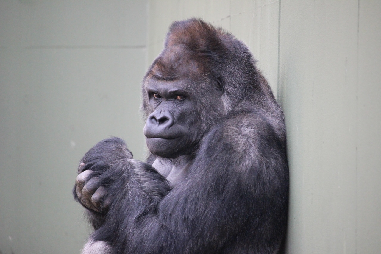 キヨマサの父・シャバーニ。写真提供＝名古屋市東山動植物園