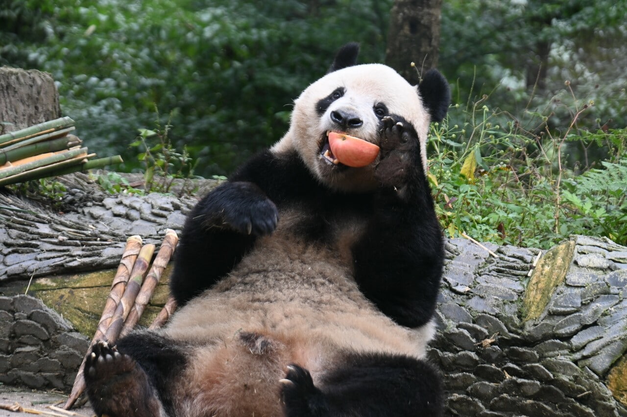 リンゴを食べる香香。（2026年10月11日、筆者撮影）