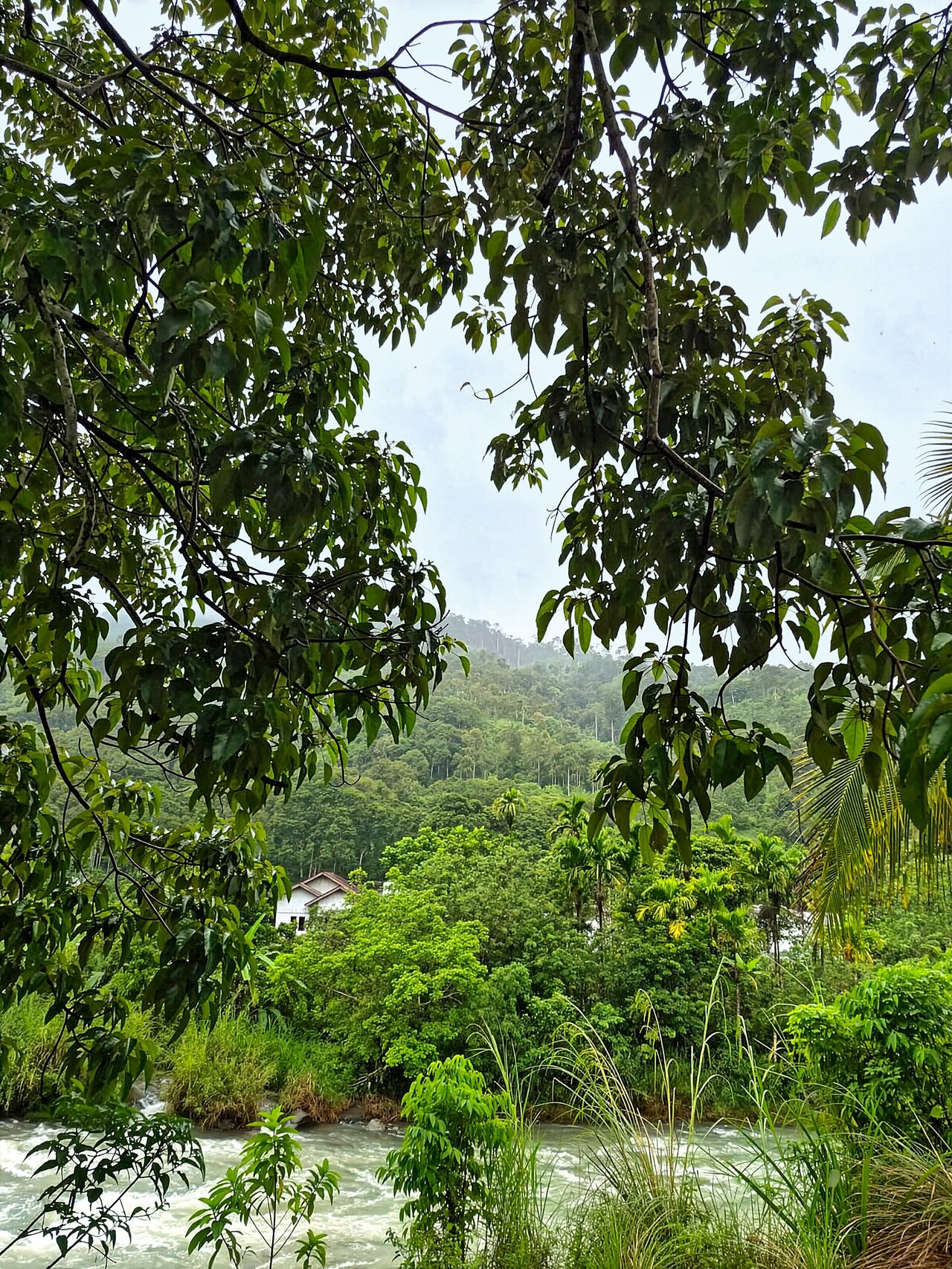 スマトラ島アチェ州のベウトン森林。この地域もまた資源開発と森林破壊による絶え間ない圧力にさらされている。©Haka