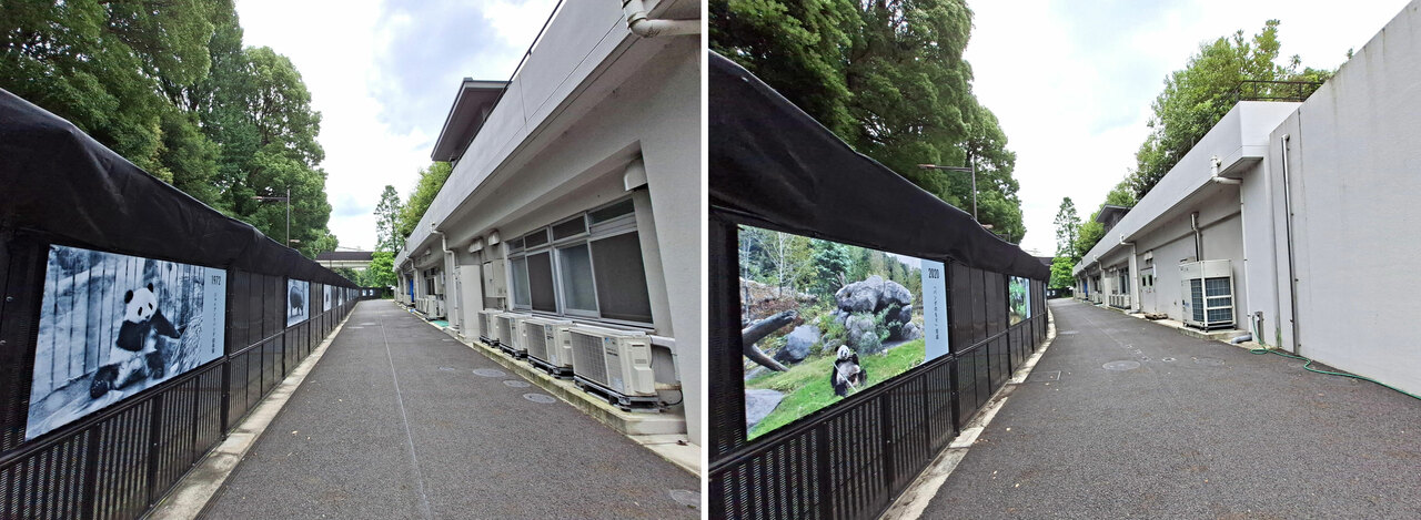 左：1972年のジャイアントパンダ初来園を紹介するパネル。右：2020年の「パンダのもり」完成を紹介するパネル。（2026年6月30日、筆者撮影）