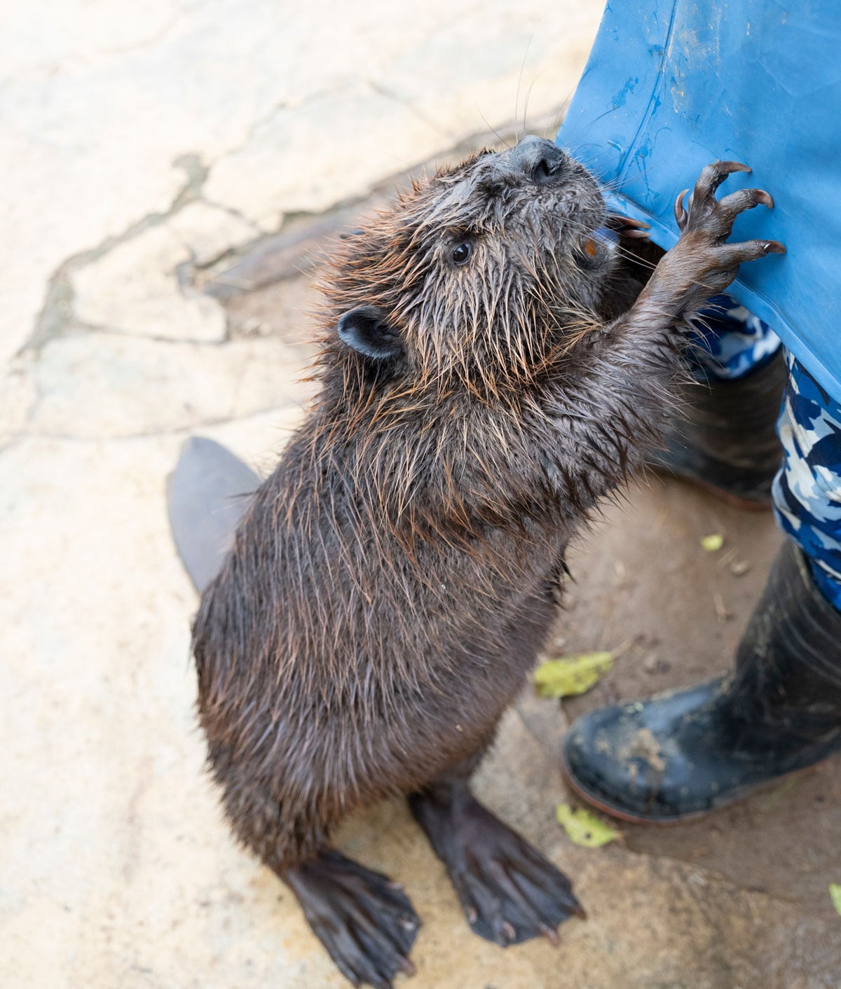 飼育員にアピールするヤマブキ。