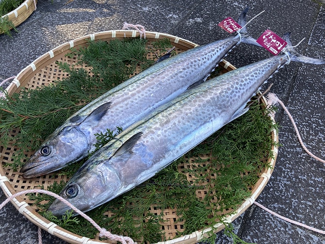答志島トロさわら。