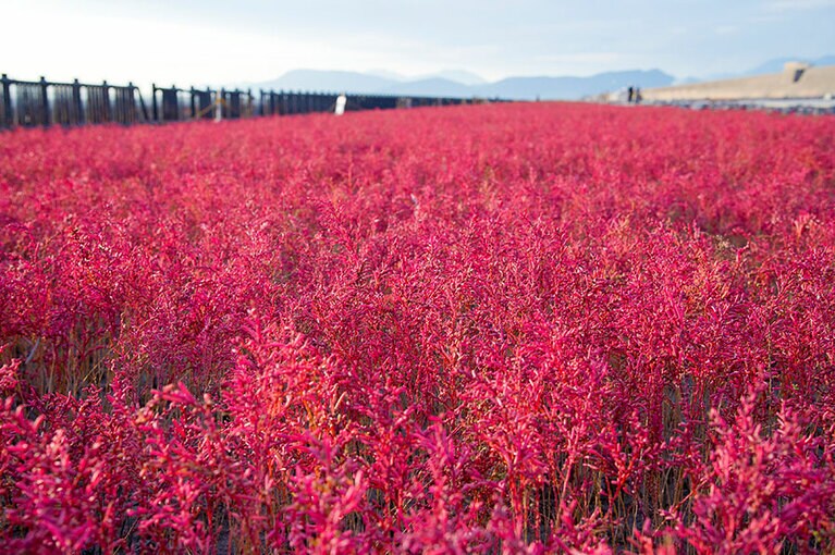 【佐賀県】シチメンソウ。