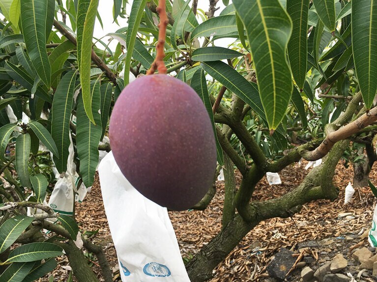 袋を外してもらうと収穫間近なルビー色のマンゴーが！