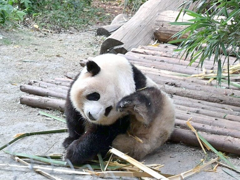 和花の後ろ足は短め。