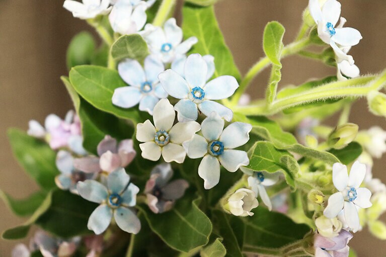 アップにしてみると花びらがとても可愛らしいのがわかります。