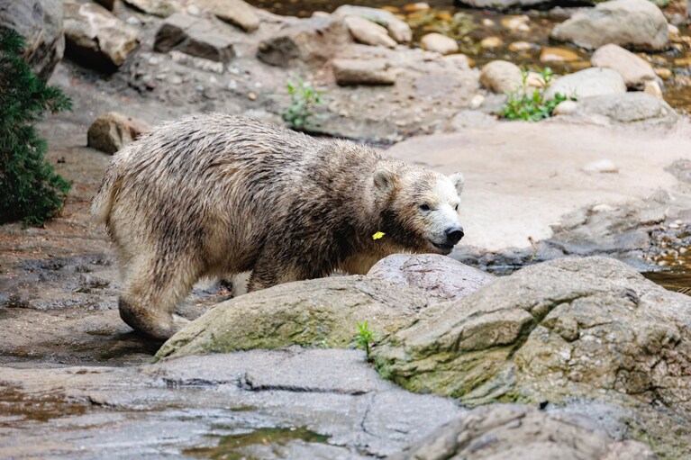 体中泥だらけになったライ。