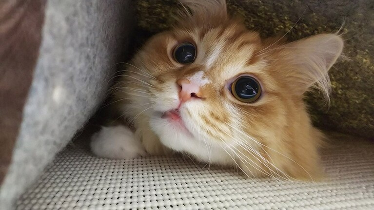 フレーク ♂ 3歳。ちょっと浮いてたカーペットの中から目をまんまるにしてこんにちはしてたのです。かさず撮りました(*^^*)