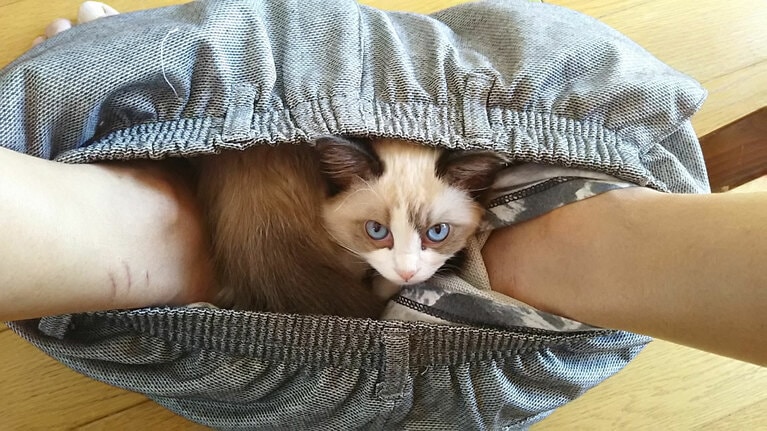 モナ ♀ 7歳。「トイレに入りズボンを下げたときにパンツの中に入り、寝てしまいました」（飼い主さんより）。