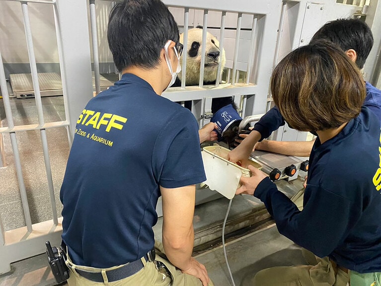 2023年9月20日（水）に実施したシンシンの血圧測定。（公益財団法人東京動物園協会提供）