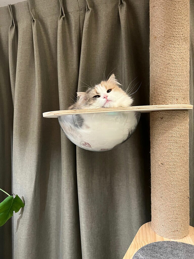 シャン ♀ 1歳。