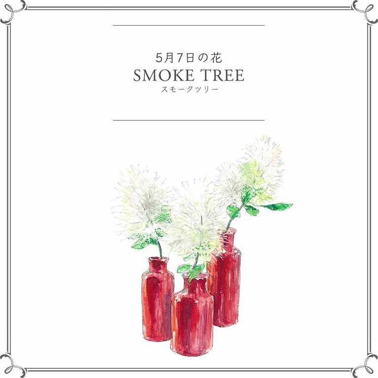 5月7日の花「スモークツリー」